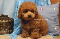 Karter, a male Poodle - Toy  for sale in West Plains, MO – 7 of 9