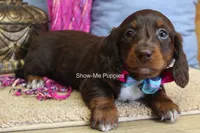 Holli, a female Miniature Dachshund for sale in West Plains, MO – 7 of 7