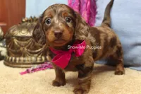 Heidi, a female Miniature Dachshund for sale in West Plains, MO – 2 of 9