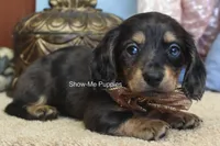 Josie, a female Miniature Dachshund for sale in West Plains, MO – 7 of 10