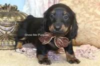 Nevea, a female Miniature Dachshund for sale in West Plains, MO – 8 of 10