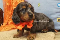 Joshua, a male Miniature Dachshund for sale in West Plains, MO – 3 of 10