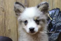 Teddy, a male Miniature Australian Shepherd and Toy Australian Shepherd for sale in West Plains, MO – 1 of 10