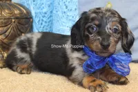 Newt, a male Miniature Dachshund for sale in West Plains, MO – 7 of 8
