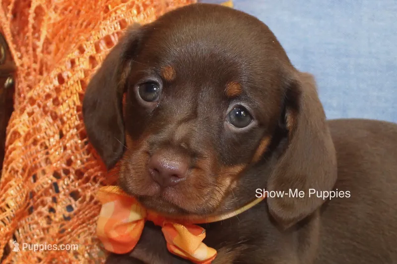 Metro – Miniature Dachshund puppy for sale in West Plains, MO