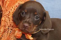 Metro, a male Miniature Dachshund for sale in West Plains, MO – 1 of 10