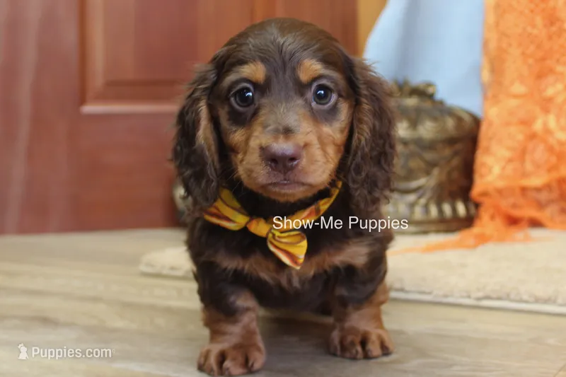 Fender – Miniature Dachshund puppy for sale in West Plains, MO