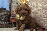 Kiley, a female Poodle - Toy  for sale in West Plains, MO – 5 of 8