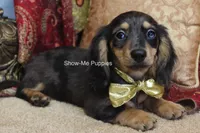 Josie, a female Miniature Dachshund for sale in West Plains, MO – 5 of 9
