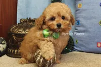 Justin, a male Poodle - Toy  for sale in West Plains, MO – Photo 10 of 10