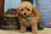 Justin, a male Poodle - Toy  for sale in West Plains, MO – Photo 8 of 10