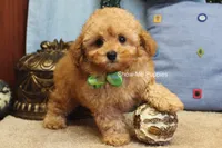 Justin, a male Poodle - Toy  for sale in West Plains, MO – Photo 3 of 10