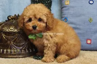 Justin, a male Poodle - Toy  for sale in West Plains, MO – Photo 7 of 10