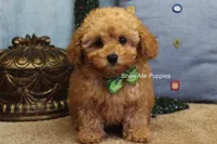 Justin, a male Poodle - Toy  for sale in West Plains, MO – Photo 1 of 10