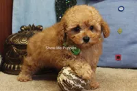 Justin, a male Poodle - Toy  for sale in West Plains, MO – Photo 6 of 10