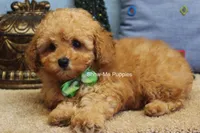 Justin, a male Poodle - Toy  for sale in West Plains, MO – Photo 5 of 10