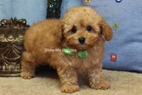 Justin, a male Poodle - Toy  for sale in West Plains, MO – Photo 9 of 10