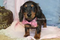 Jolene, a female Miniature Dachshund for sale in West Plains, MO – 5 of 10