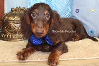 Franky, a male Miniature Dachshund for sale in West Plains, MO – 7 of 8