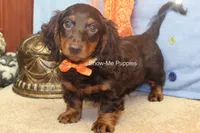Franky, a male Miniature Dachshund for sale in West Plains, MO – 2 of 8