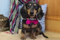 Josie, a female Miniature Dachshund for sale in West Plains, MO – 3 of 10