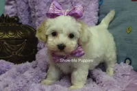 Marshie, a female Maltipoo for sale in West Plains, MO – 4 of 10