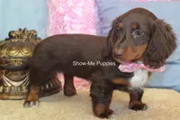 Holli, a female Miniature Dachshund for sale in West Plains, MO – 2 of 10