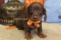 Metro, a male Miniature Dachshund for sale in West Plains, MO – 6 of 10