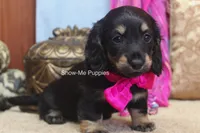 Izzie, a female Miniature Dachshund for sale in West Plains, MO – 8 of 10