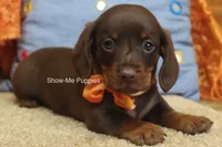 Metro, a male Miniature Dachshund for sale in West Plains, MO – 2 of 10