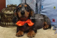 Joshua, a male Miniature Dachshund for sale in West Plains, MO – 2 of 10