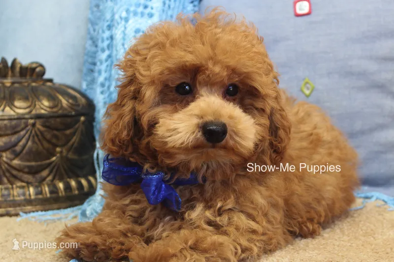 Karter – Poodle - Toy  puppy for sale in West Plains, MO