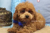 Karter, a male Poodle - Toy  for sale in West Plains, MO – 1 of 9