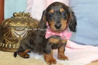 Jolene, a female Miniature Dachshund for sale in West Plains, MO – 7 of 10