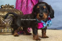 Jolene, a female Miniature Dachshund for sale in West Plains, MO – 7 of 8
