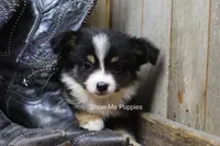 Tina, a female Miniature Australian Shepherd and Toy Australian Shepherd for sale in West Plains, MO – 2 of 10