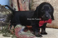 Nicole, a female Miniature Dachshund for sale in West Plains, MO – 7 of 10