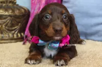 Holli, a female Miniature Dachshund for sale in West Plains, MO – 4 of 7