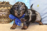 Newt, a male Miniature Dachshund for sale in West Plains, MO – 8 of 8