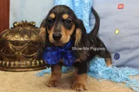 Joseph, a male Miniature Dachshund for sale in West Plains, MO – 4 of 8