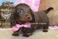 Birdie, a female Miniature Dachshund for sale in West Plains, MO – Photo 3 of 6