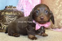 Birdie, a female Miniature Dachshund for sale in West Plains, MO – Photo 6 of 6