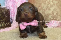 Birdie, a female Miniature Dachshund for sale in West Plains, MO – Photo 4 of 6