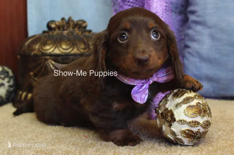 Birdie – Miniature Dachshund puppy for sale in West Plains, MO
