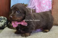 Birdie, a female Miniature Dachshund for sale in West Plains, MO – Photo 2 of 6