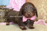 Birdie, a female Miniature Dachshund for sale in West Plains, MO – Photo 5 of 6