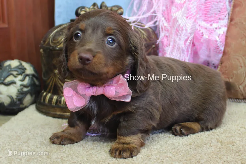 Birdie, a female Miniature Dachshund for sale in West Plains, MO – Photo 1 of 6