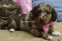 Harper, a female Miniature Dachshund for sale in West Plains, MO – 4 of 9