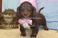 Holli, a female Miniature Dachshund for sale in West Plains, MO – 9 of 10