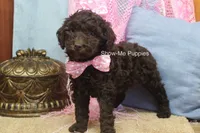 Maisie, a female Poodle - Miniature  for sale in West Plains, MO – 3 of 9